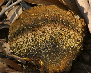 Pisolithus